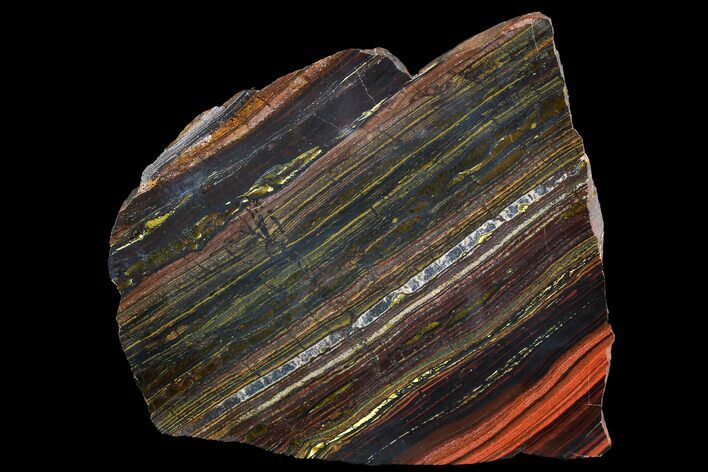 Polished Tiger Iron Stromatolite - ( Billion Years) #92957